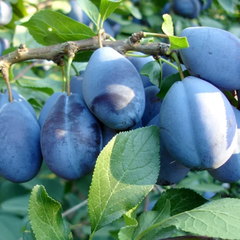 Movilita / Vrancea - 5000 mp